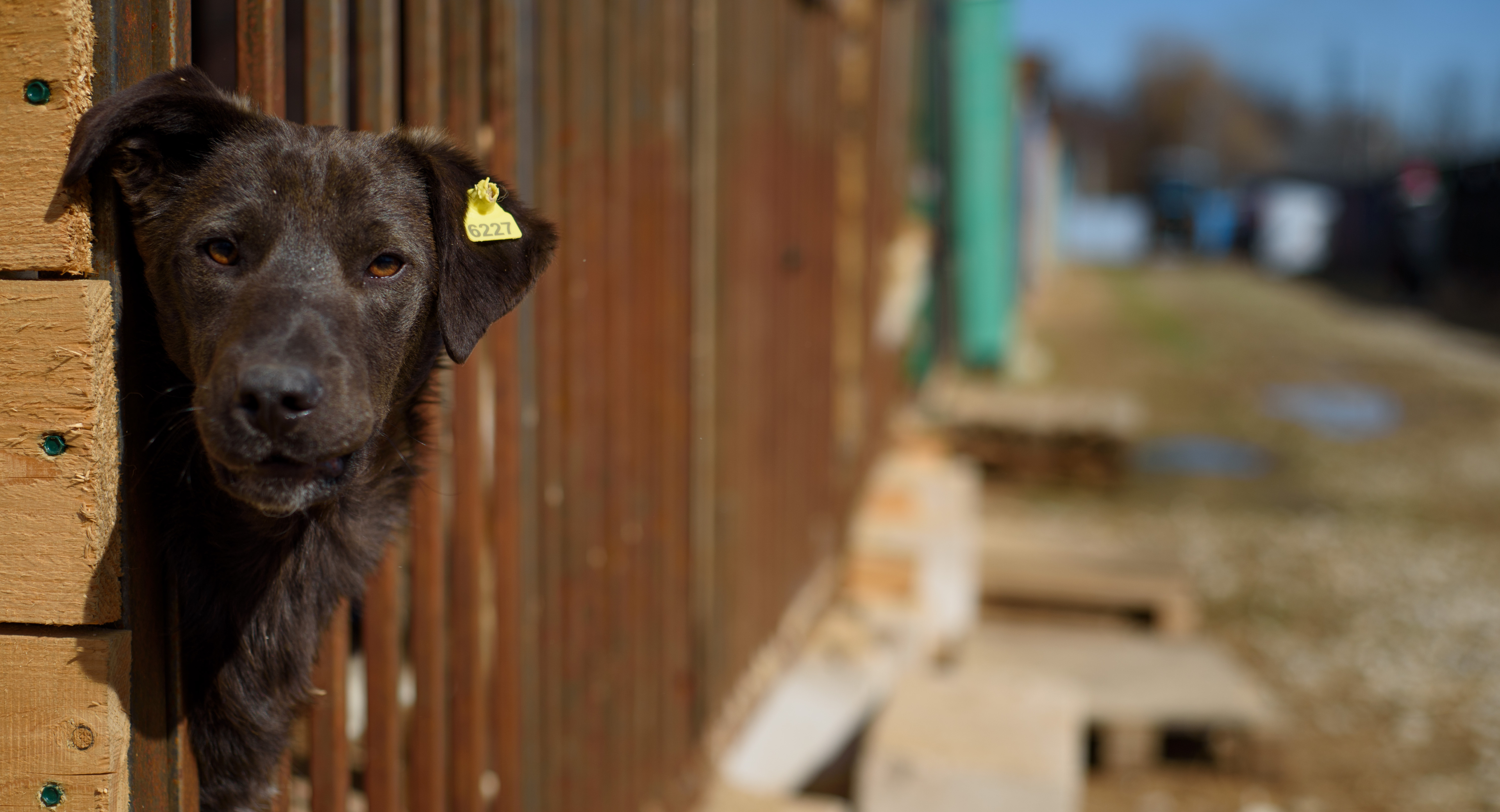 SCOUT в приюте для собак🐾